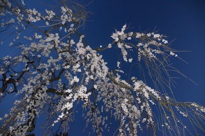しだれ桜　夜の光 | 絶景事典