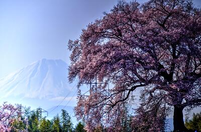 わに塚桜 | 絶景事典