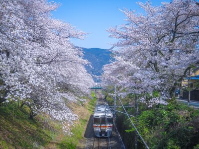 桜のトンネルを走る御殿場線上り電車 | 絶景事典