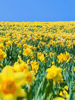 山の斜面を染める一面黄色の世界 | 絶景事典