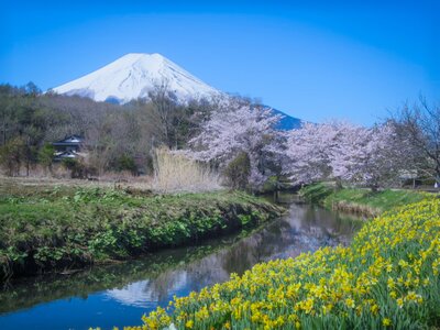満開の桜と水仙と富士山 | 絶景事典