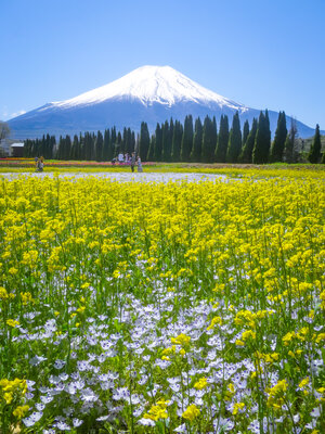 菜の花と白いネモフィラ | 絶景事典