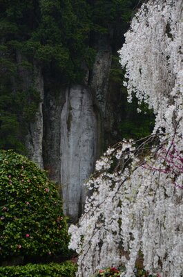大野寺摩崖仏　桜 | 絶景事典