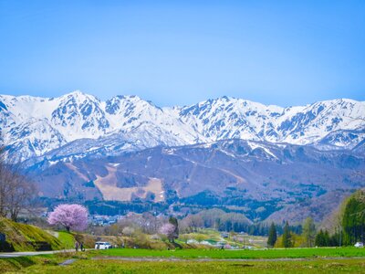 青空に映える満開の一本桜と残雪の白馬三山 | 絶景事典